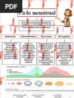 Ciclo Menstrual Organizador