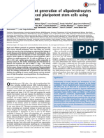 Rapid and Efficient Generation of Oligodendrocytes