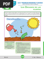 Los Órganos de Las Plantas Biologia 1º Secundaria