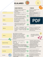 Cuadro Comparativo Sobre Los Distintos Organelos Celulares