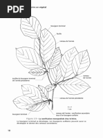 Phylogenetique