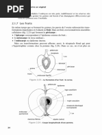 Chlorospermes