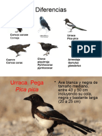 Corvidos