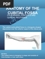 Anatomy of The Cubital Fossa