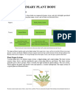 Primary Plant Body Brainiac ?