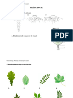 Fișă de Lucru-Dendologie Frunza Si Radacină