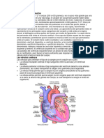 Anatomía Del Corazón T2