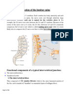 Lumbar Spine Section