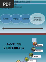 Arteri Kapiler: Jantung Vertebrata