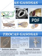 Trocas Gasosas - Biologia e Geologia 10º Ano