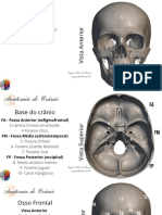 Anatomia Do Crânio