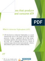 Reactions That Produce and Consume ATP