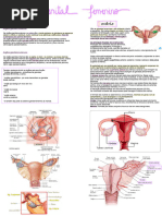 Anatomia