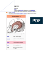 Músculo Temporal