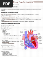 Sistema Cardiovascular