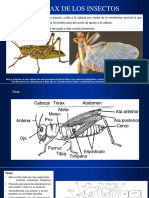 Morfología de Los Insectos II