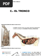 2.1.2 Morfo Ext Tronco