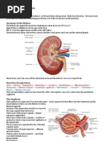 Renal Physiology Notes