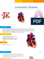 Circulatory System