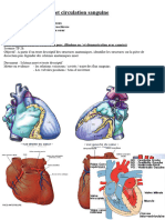 Coeur Et Circulation Sanguine-2 2