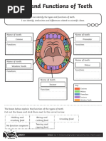 04 Types and Functions of Teeth