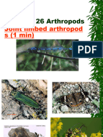 Chapter 26 Notes Arthropods