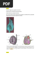 Anatomia Topografica Dos Órgãos