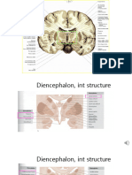 Neuroanatomy6