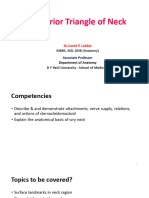 Posterior Triangle of Neck