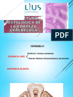 3er Ciclo Histologia 7ma Semana