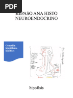 Repaso Histo Neuroendocrino