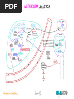 Urea Cycle Illustration Atf