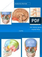 Anatomia Normal SNC