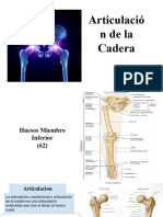 Articulacion de Cadera 