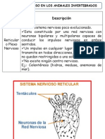 Anatomia Animal 2020