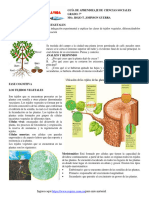 GT 2020 CN G7 Que Son Los Tejidos Vegetales