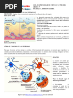 GT 2021 CN G9 Cómo Se Comunican Las Neuronas