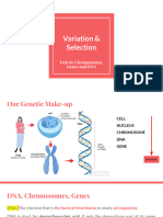 Chapter 16 Chromosomes, Genes and DNA