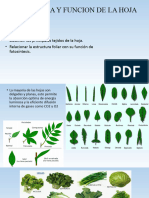 Estructura y Funcion de La Hoja