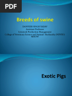 Breeds of Swine