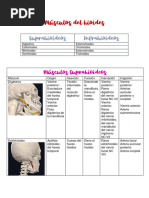 Músculos Suprahioideos e Infrahioideos