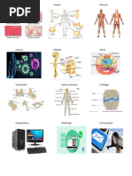 Tejido Huesos Musculo