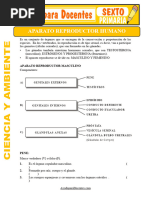 Aparato Reproductor Humano para Sexto de Primaria