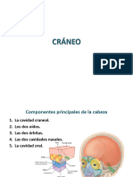 08 Cráneo-Fusionado