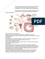 SNC Embriología