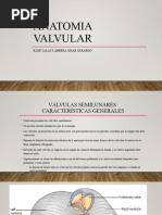 Anatomia Valvular