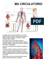 Sistema Circulatorio 2024