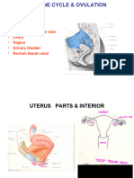 Menstrual Cycle