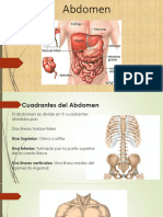 Abdomen y Pelvis