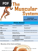 Muscular System - New 2